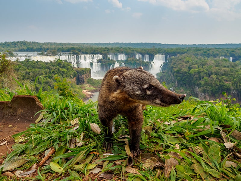Parque Nacional do Iguaçu celebra aniversário como símbolo de preservação, turismo e identidade nacional