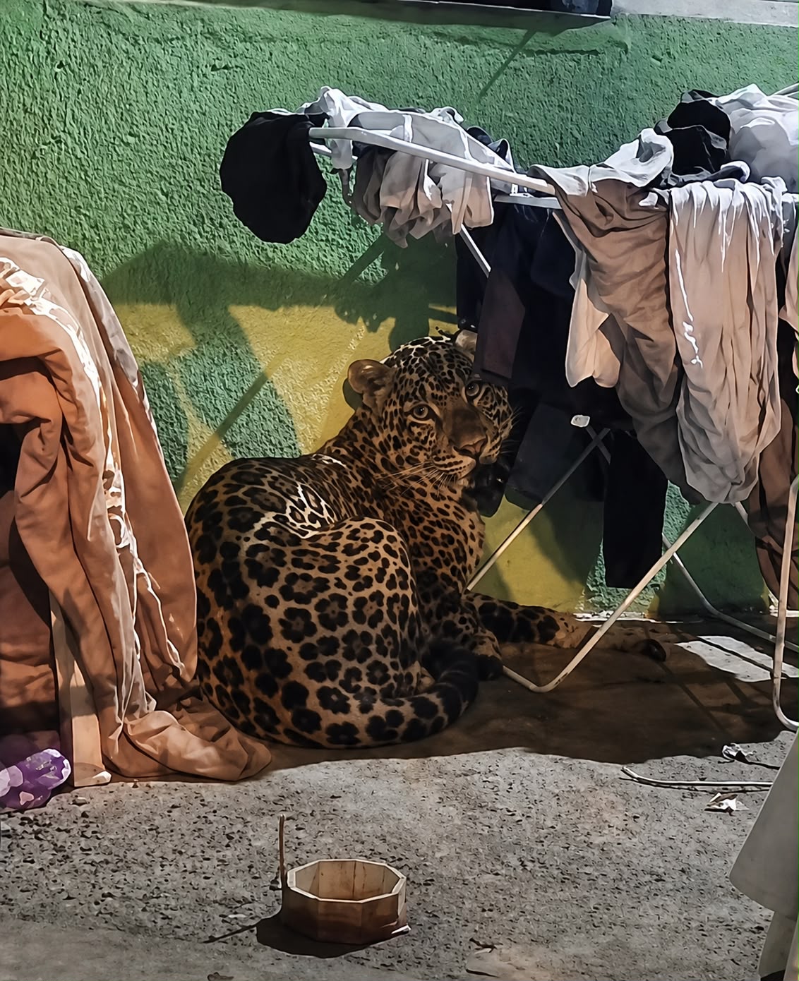 Onça-pintada é capturada em residência na Gleba Guarani e mobiliza grande operação em Foz do Iguaçu