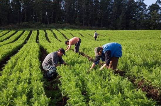 Prefeitura inicia cadastro de agricultores familiares para fornecimento de alimentos a programas sociais