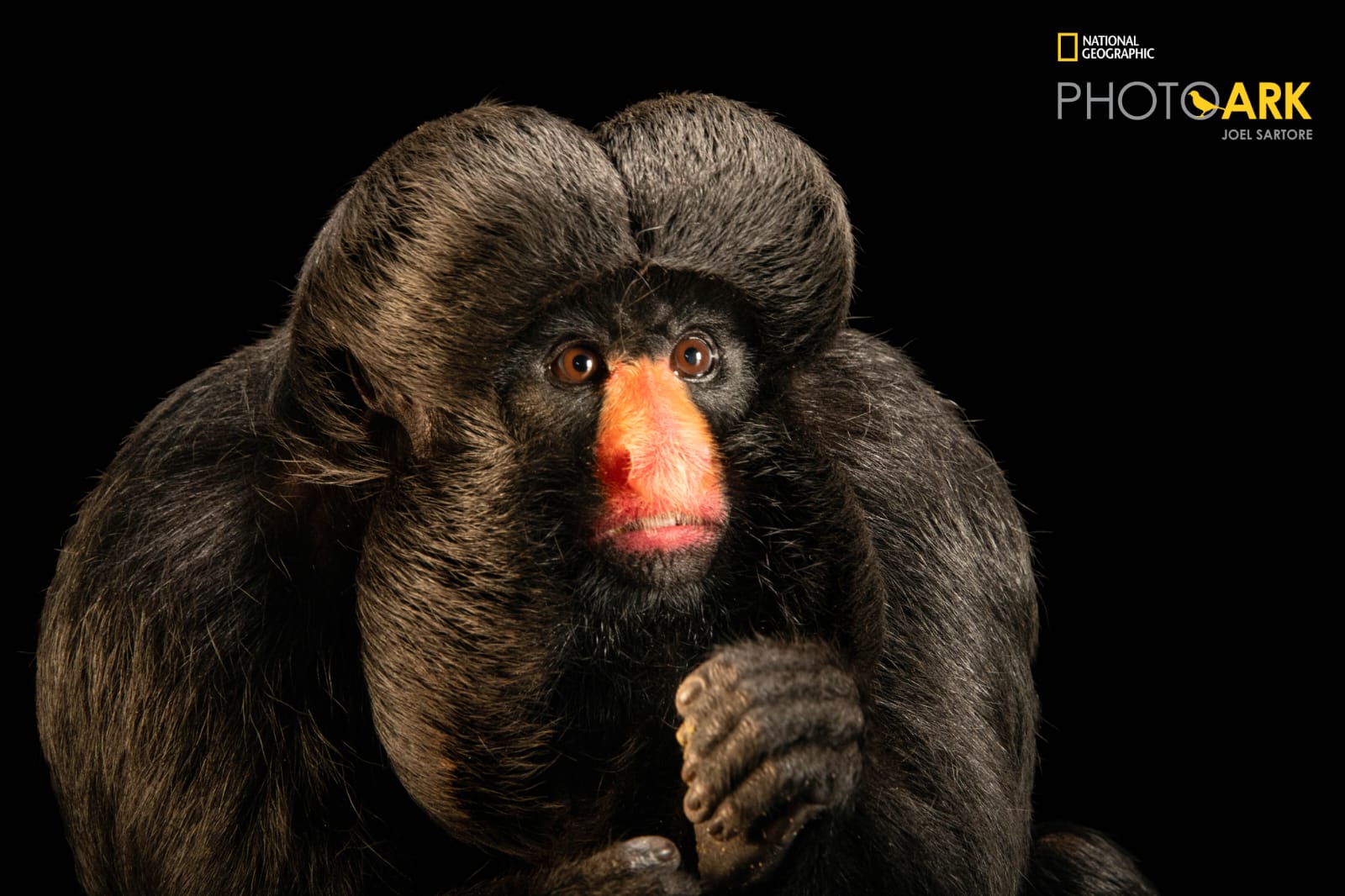 Cuxiú ameaçado de extinção que vive em Foz será destaque na National Geographic