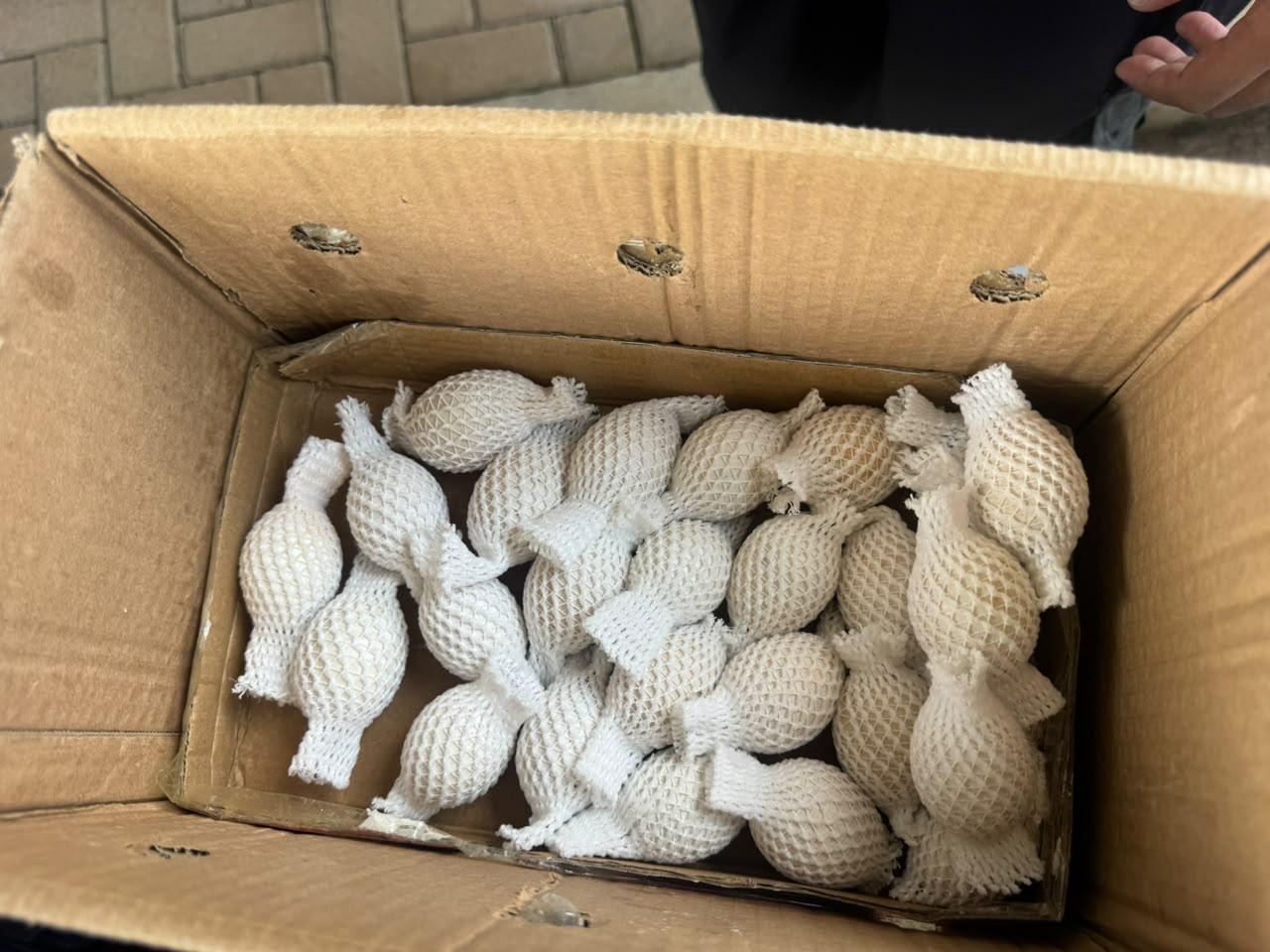 Receita apreende 32 ovos de aves nativas em Foz do Iguaçu